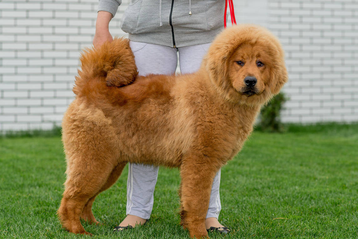 有这些特征的狗狗特别旺家,你家的是这样的吗?