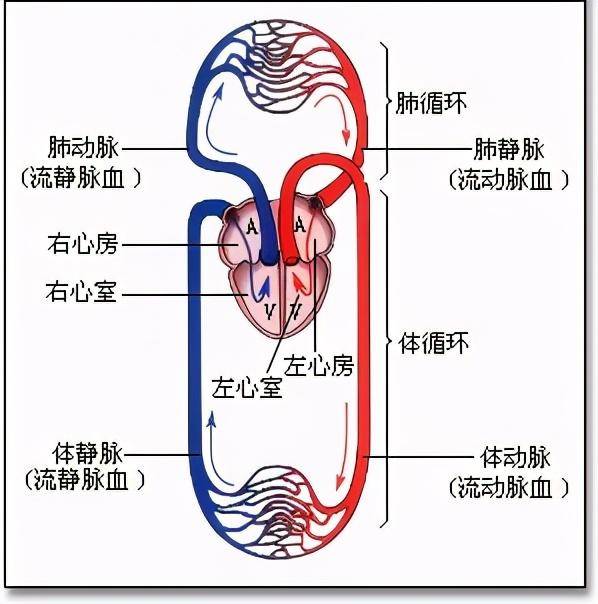假设一个人将流出的血喝掉是不是等于没有流过血