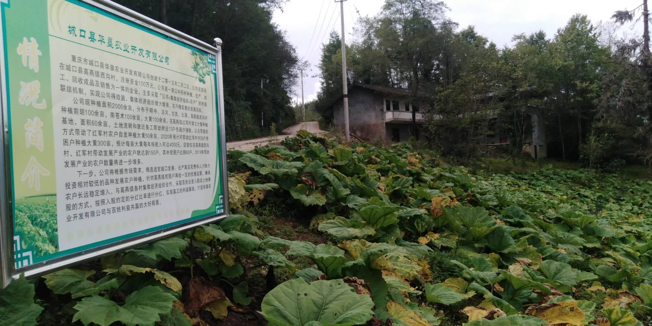 大黄的种植时间?种植要点?