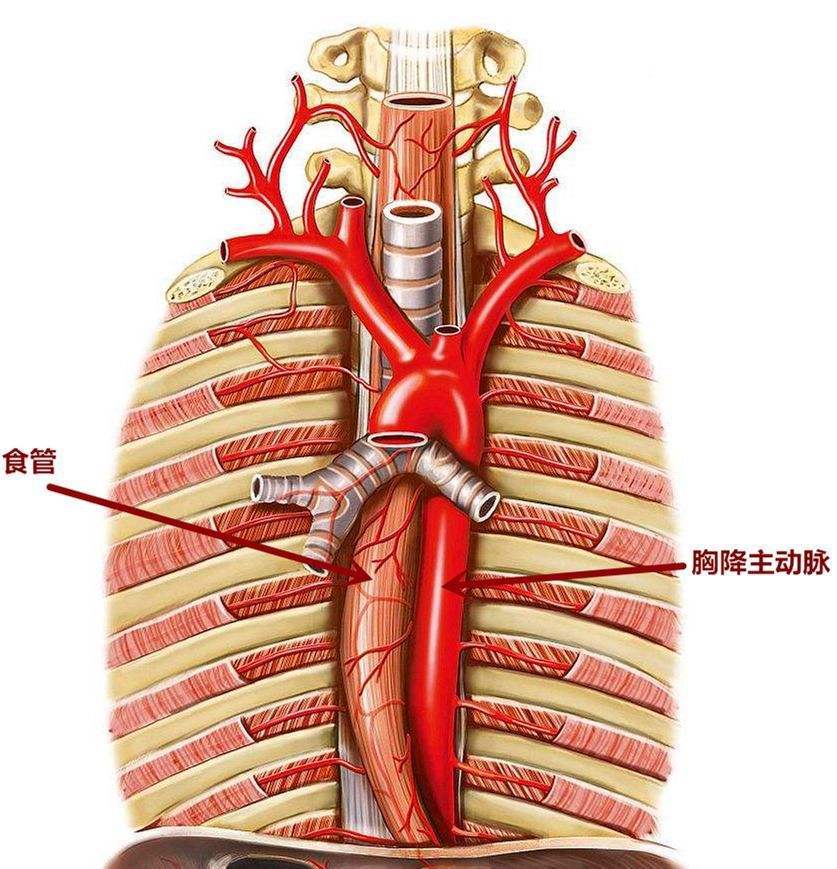 气管食管解剖位置图谱图片