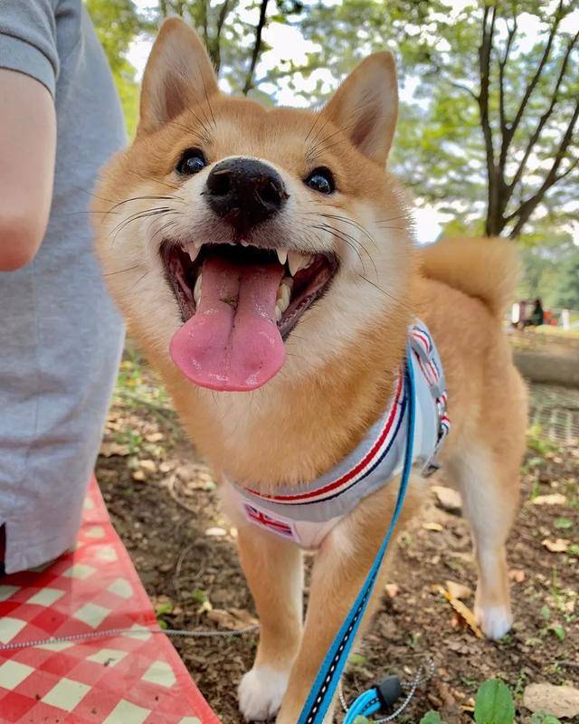 这笑容不犯规吗?