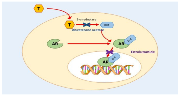 神秘变异体arv7前列腺肿瘤治疗生物标志物之一