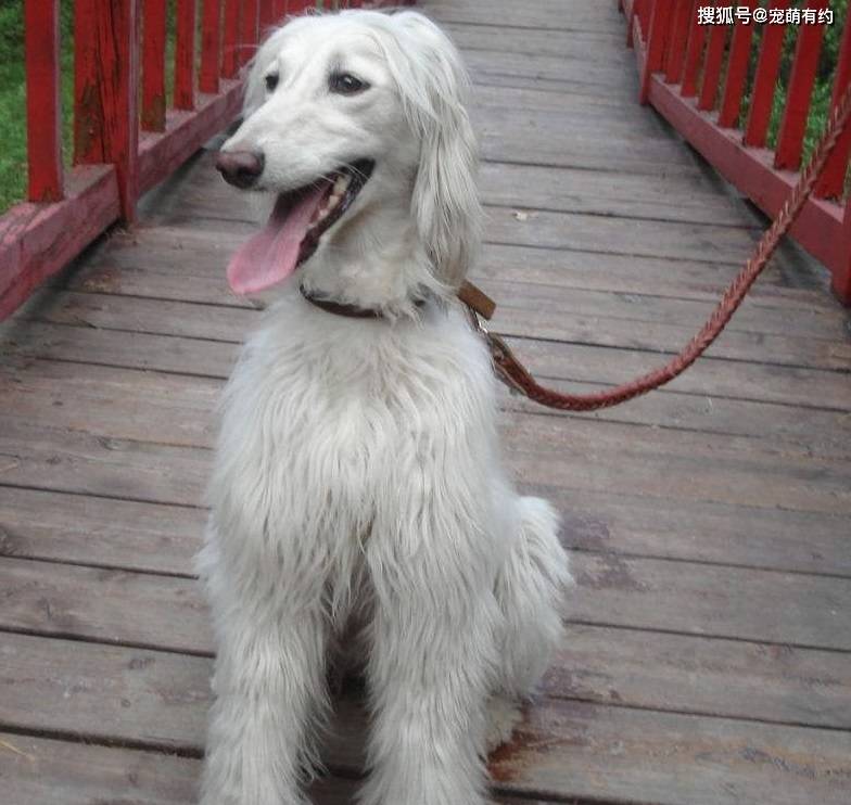 風靡全世界的犬中帝王阿富汗獵犬