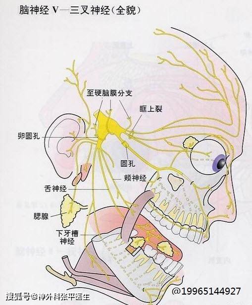 三叉神经痛 图片合集-搜狐大视野-搜狐新闻