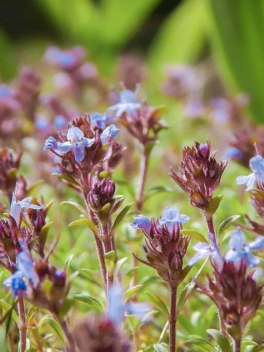 芳疗知多少 | 提升抵抗力的绝佳精油——沉香醇百里香