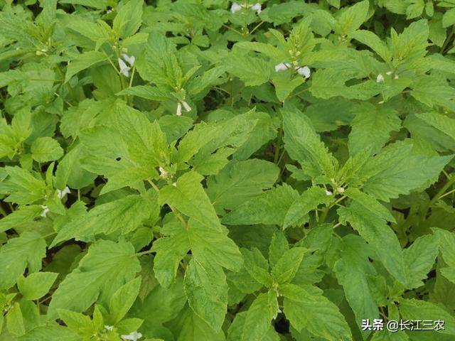 回老家搞农业,初具规模后当地人要求和我对分50%?怎么办?-尚鑫金服
