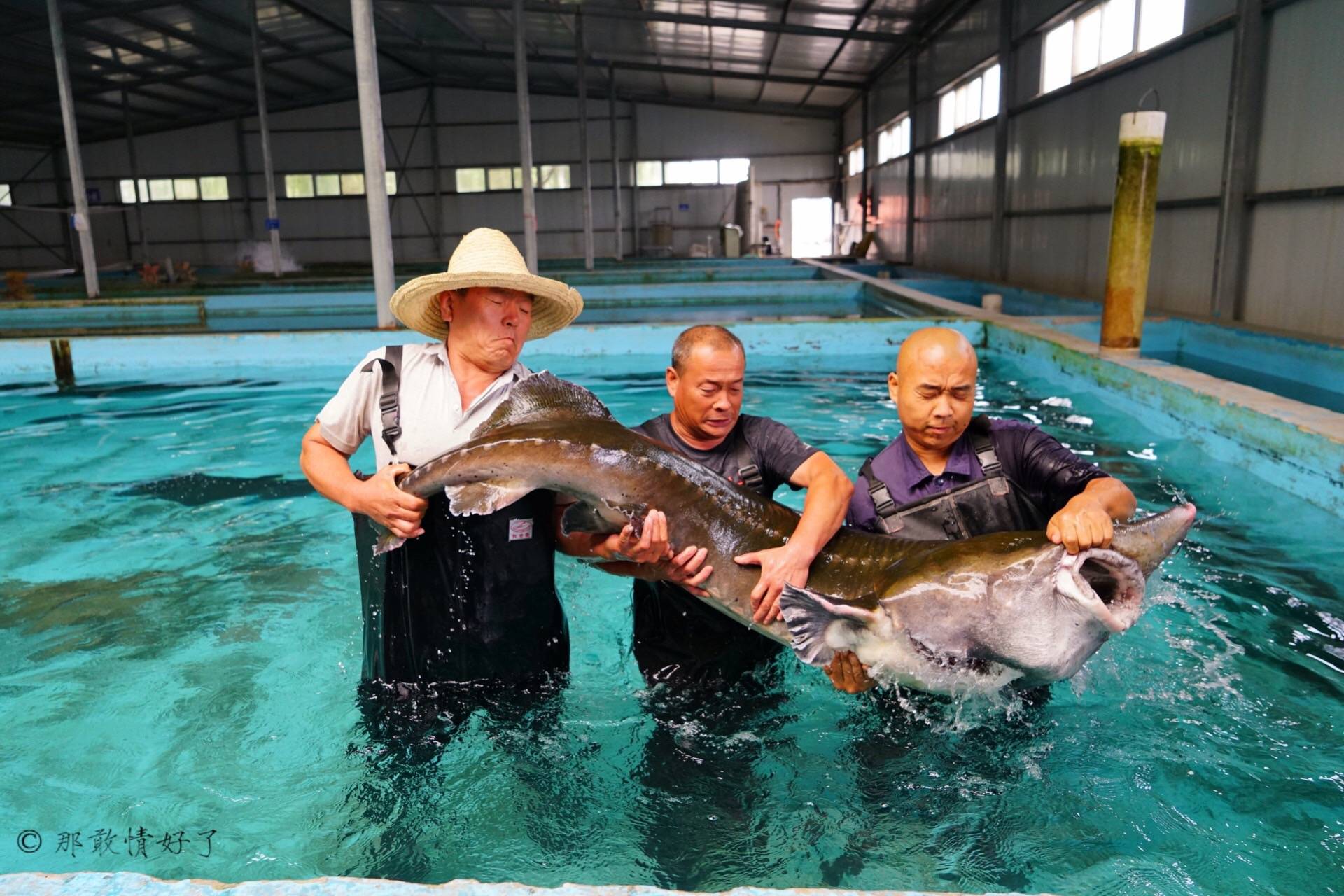 房山石楼镇吉羊村有个吉塘文渔主题乐园,是吃鲟鱼,买超甜的奶葡萄的好