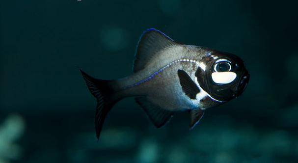 海底下已知有20多种发光鱼类和蛤类能自动控光的则很少见