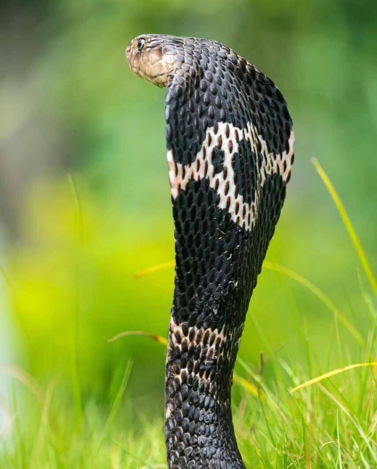 中国境内十大毒蛇任何一种瞬间秒杀猎物