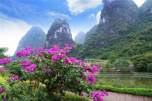 遇山乡舍:阳朔民宿旅行之十里画廊的九里花海去撒野