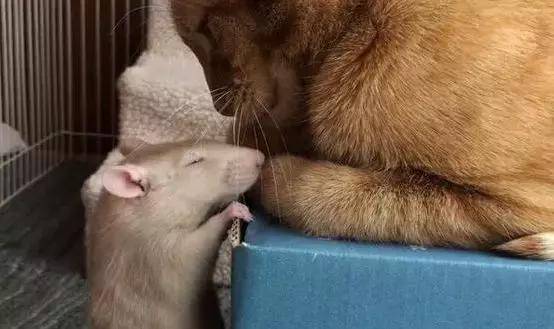 老鼠爱上猫咪,干啥都要凑一起,橘猫:别以为我减肥就不敢吃你!