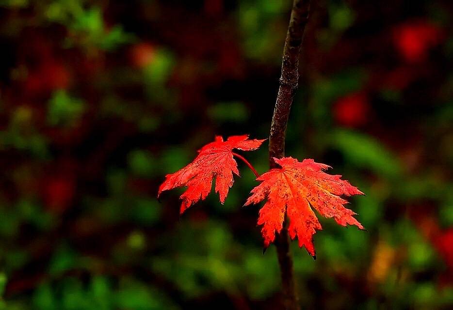 再到一年秋风起,又盼一季枫叶红