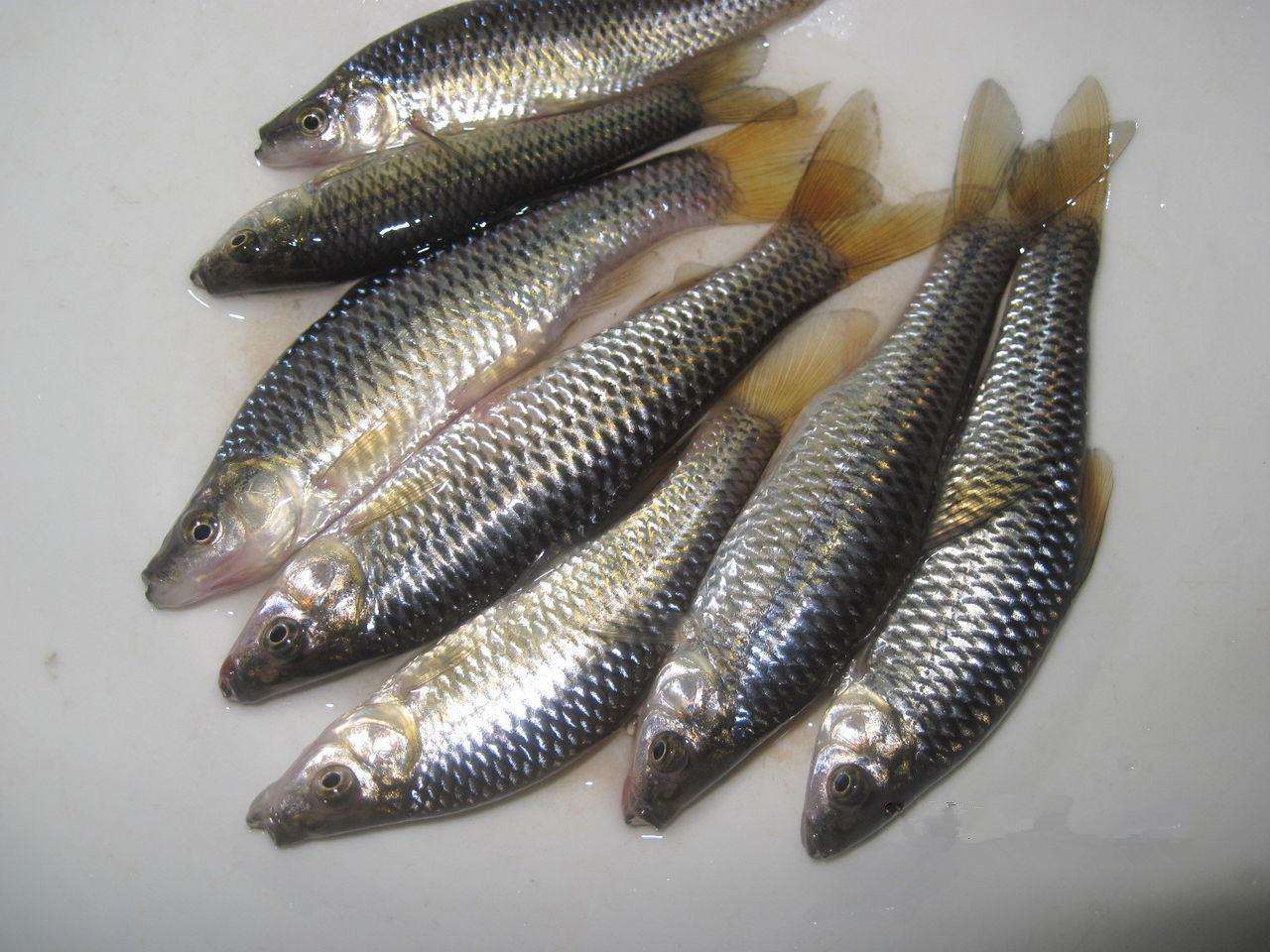 人工养殖小杂鱼图片