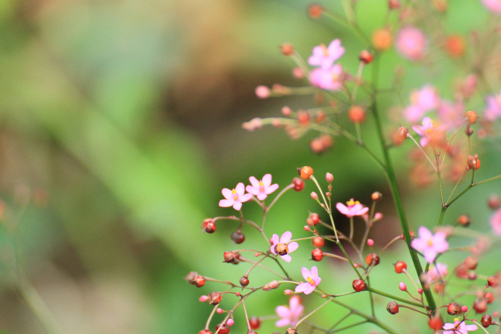 外婆家墙角生长着一些很漂亮大有来头的小花
