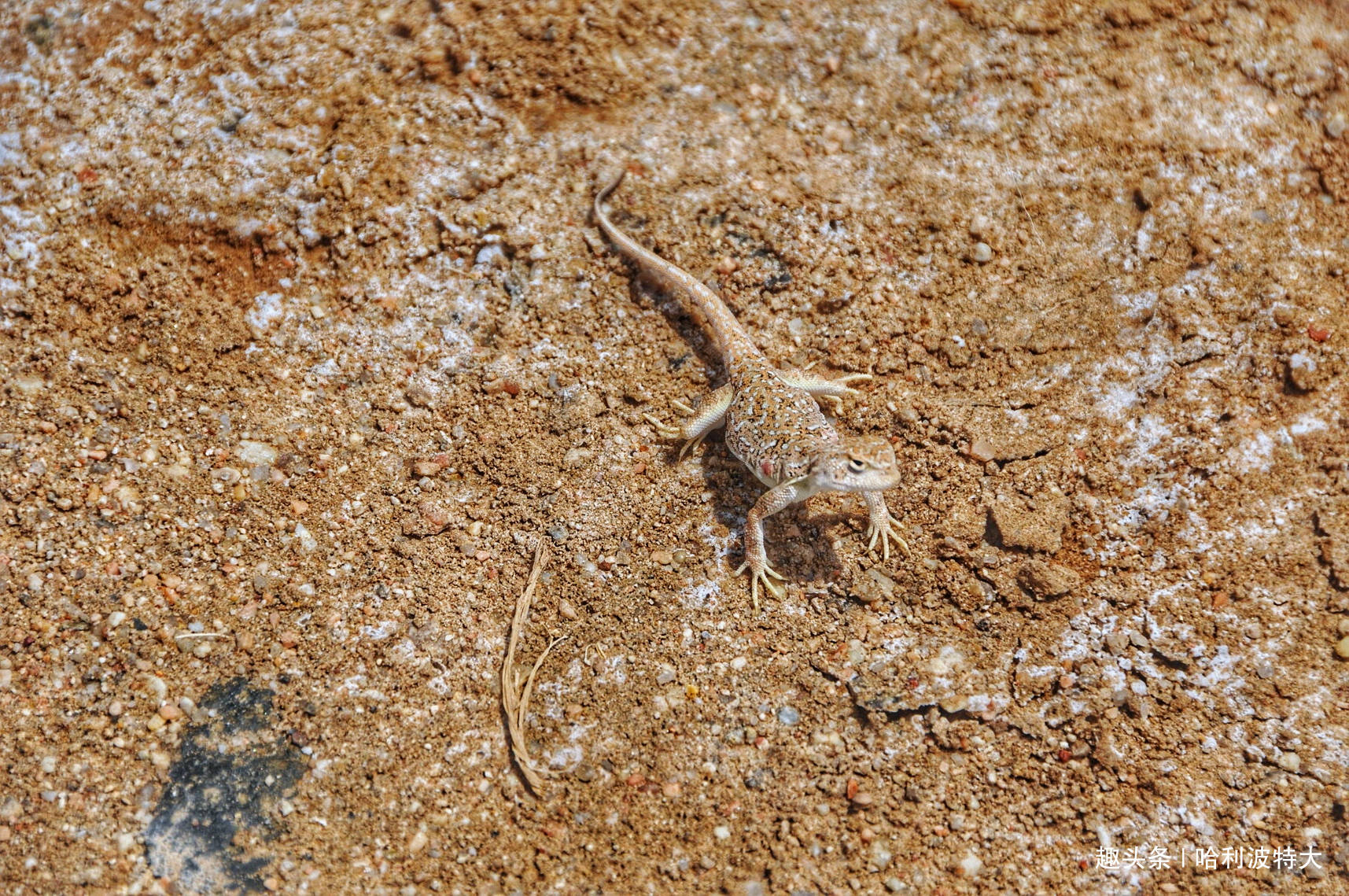 预备叫他,他却冲我比划着别动,本来他正用镜头捕捉一只沙漠蜥蜴的帅照