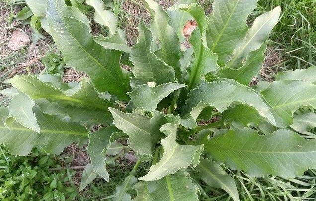 水溝邊的這種植物,人稱