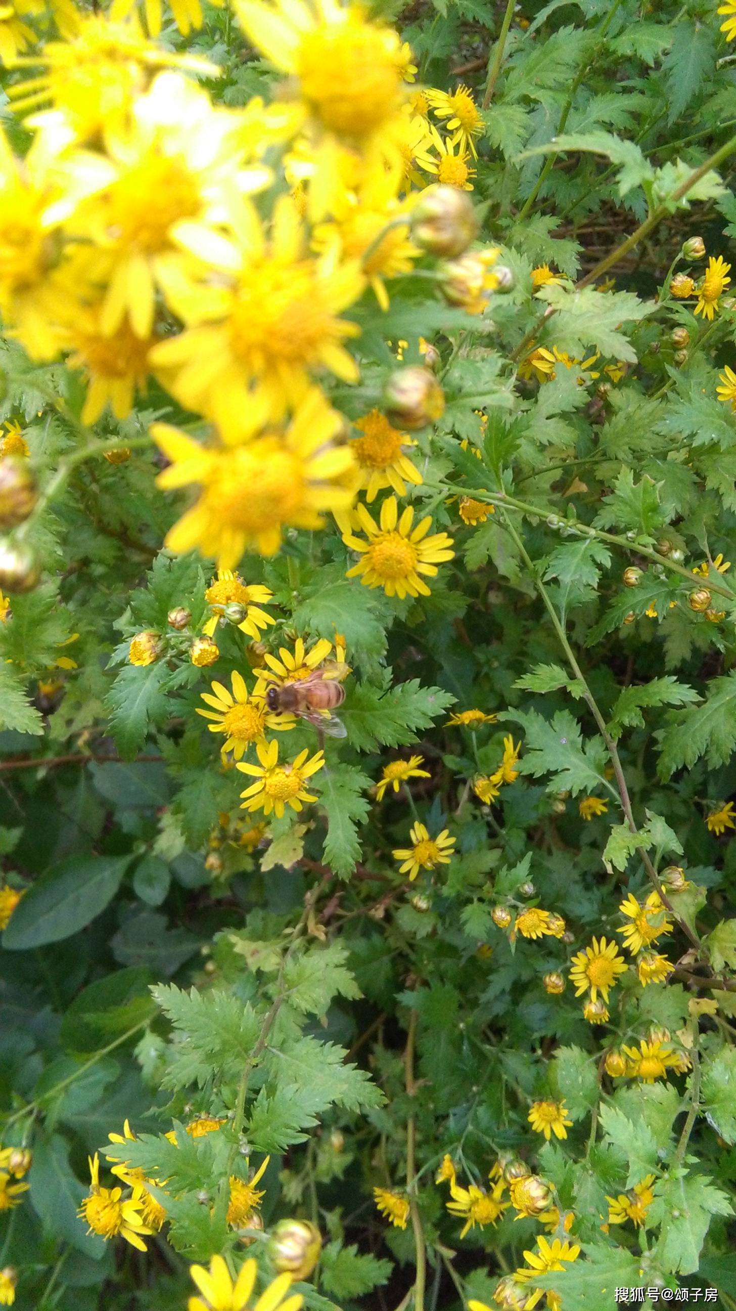 中药材蜜源植物-野菊花_手机搜狐网