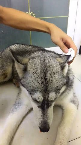 原创二哈出门打输了架不停抽泣向主人哭诉委屈模样让人笑岔气