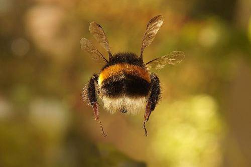 被所有人称为“最可爱的蜜蜂”——熊蜂_授粉