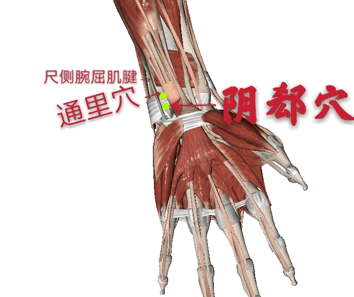 也是手少阴心经的穴位.在前臂掌侧,当尺侧屈肌腱的桡侧缘