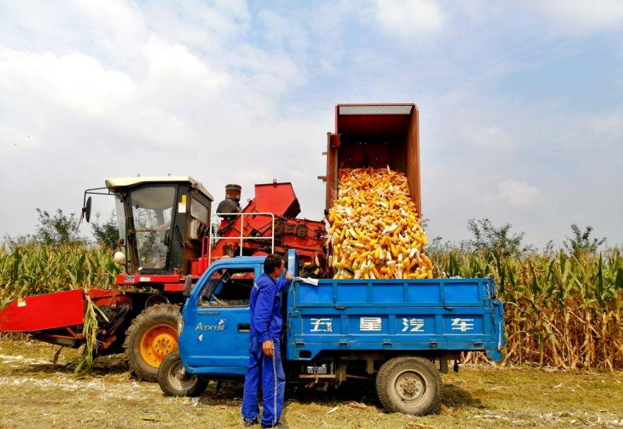 枣庄市峄城区:玉米收割绘就多彩丰收图_古邵镇