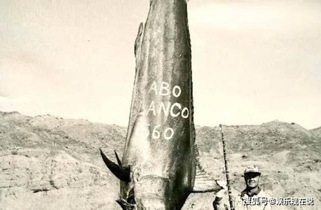 体重是成年亚洲象的3倍多?网友称,大开眼界_蓝鲸