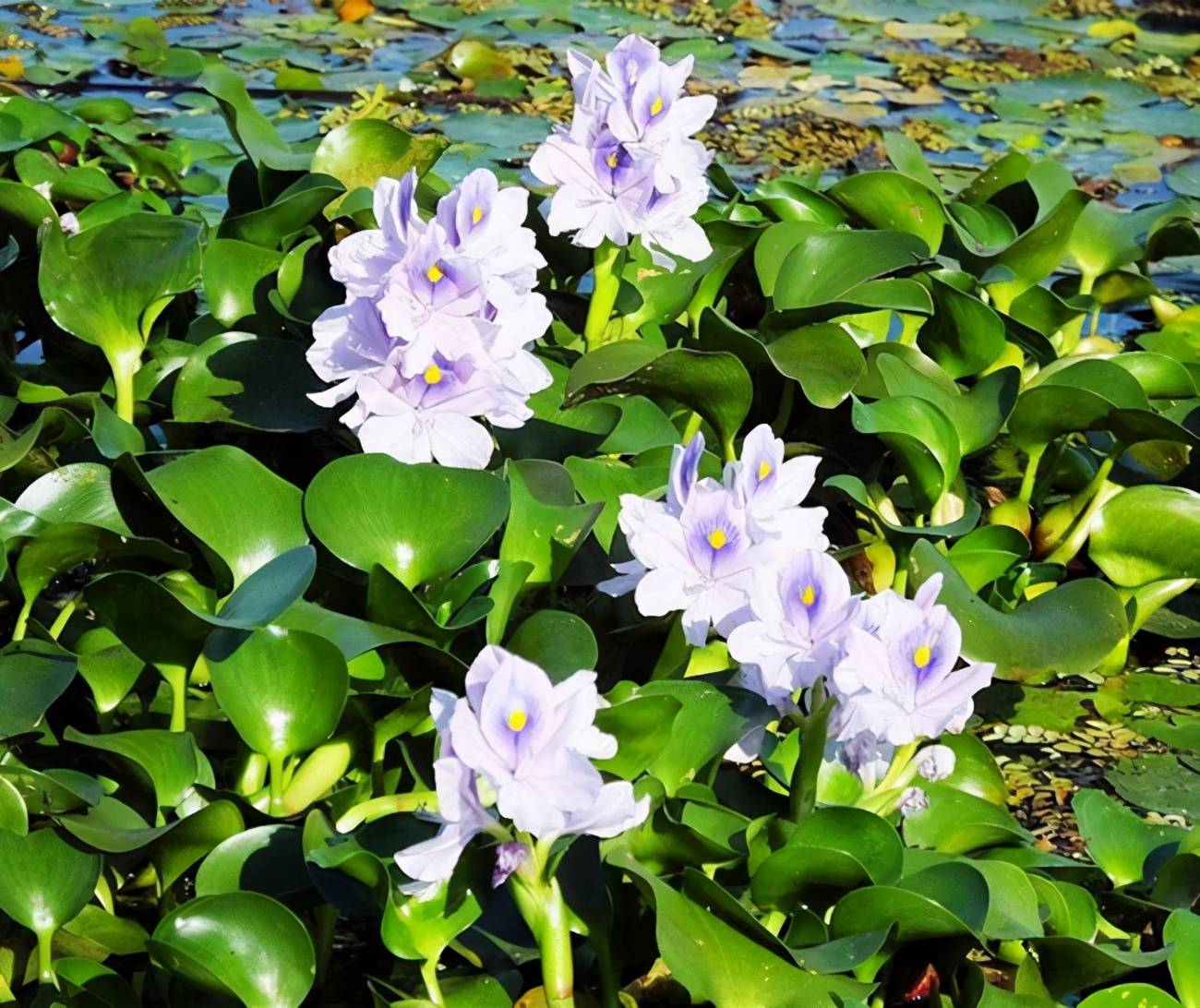 皮实好活的凤眼莲,原来就是水葫芦,是入侵绿植,想养要求多_手机搜狐网