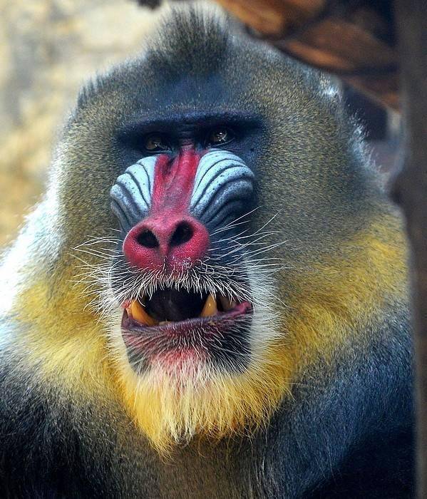 山魈面部色彩鲜艳形似鬼怪, 能与中型的猛兽搏斗