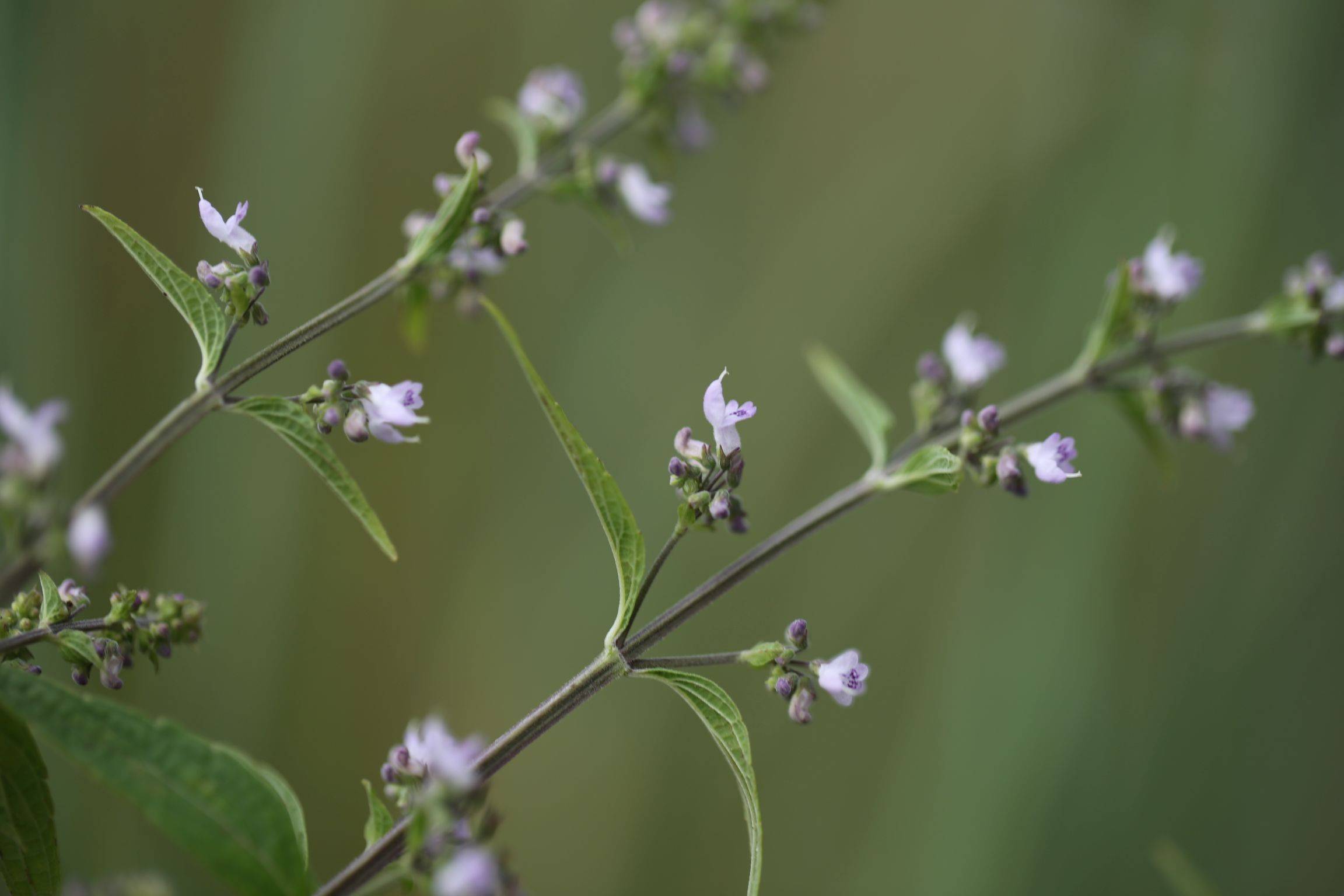 庆元植物1281-唇形科-香茶菜属-显脉香茶菜