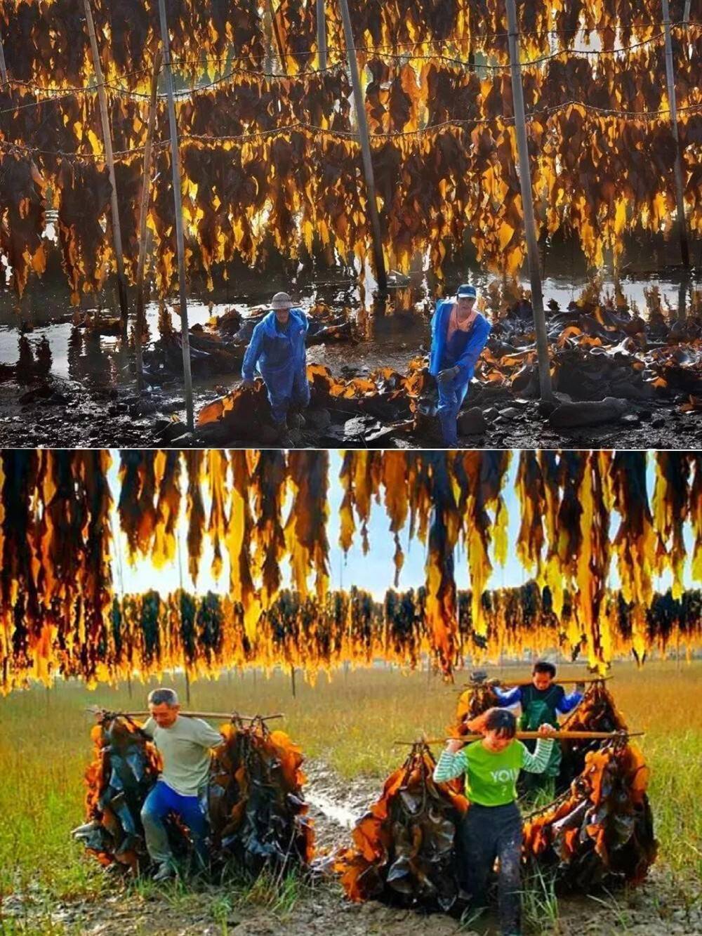 福建霞浦 莫奈繪就的油畫灘塗 看美景吃海鮮好不愜意