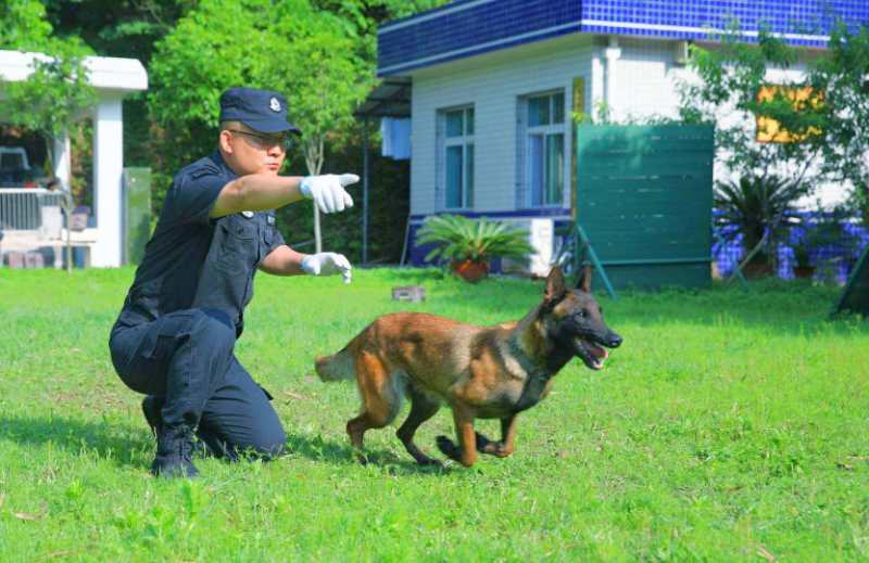 懷鐵公安民警王二雄參加全國鐵路公安警犬比賽榮獲四項全能第一名