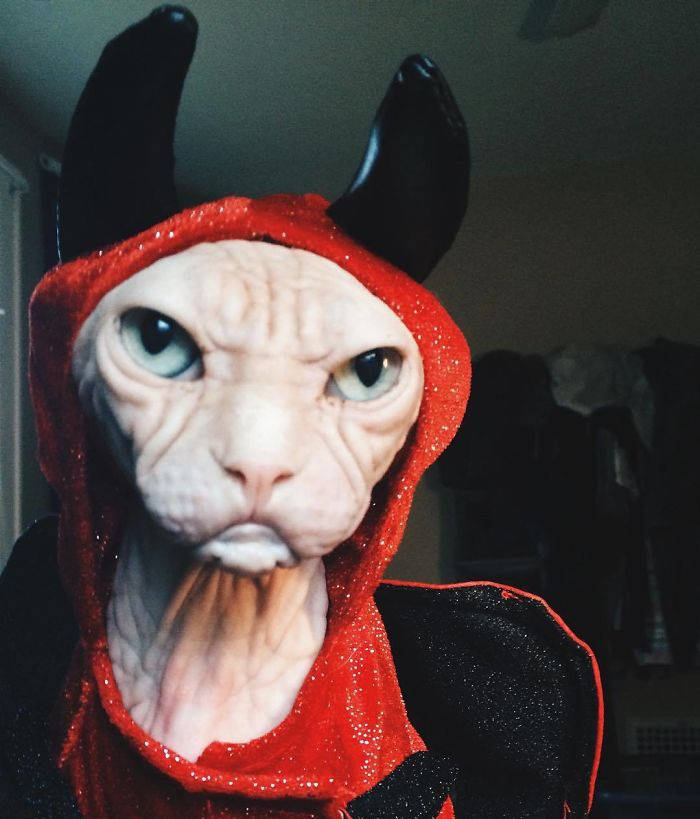 世界上脾气最暴躁的猫,加拿大无毛猫洛基,网友:一看就是社会喵_手机