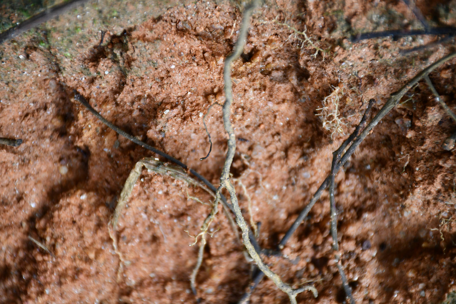 深度寻访茶树王之乡丨南糯山·向阳寨