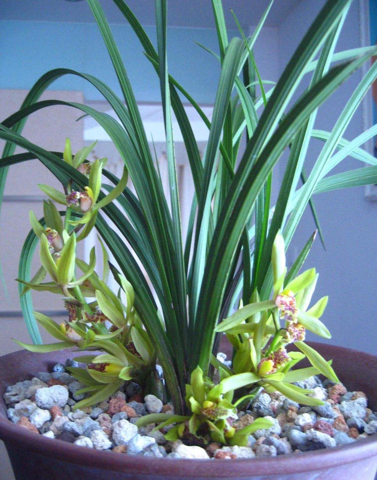 原创兰草常开的状态不要太美,达到这点,需要做什么呢?