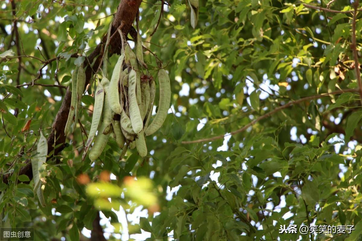 皂角米是什麼東西皂角米是什麼樹上長的