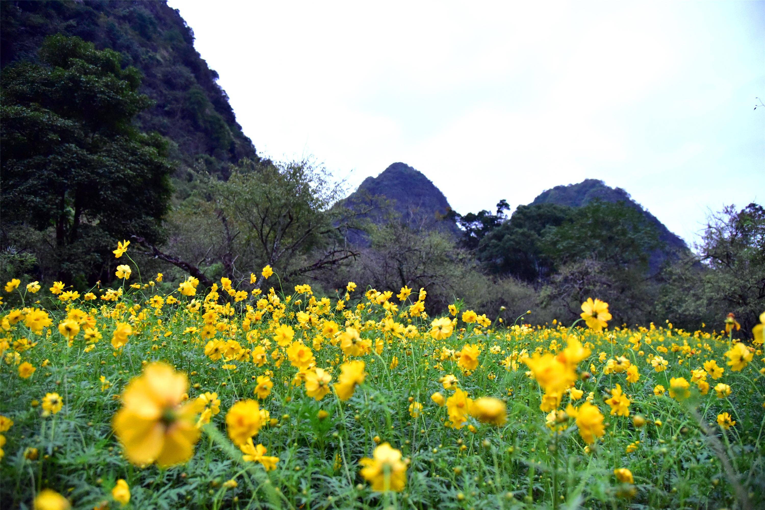 肇庆市怀集寻源谷金鸡菊盛放山谷尽是黄金甲