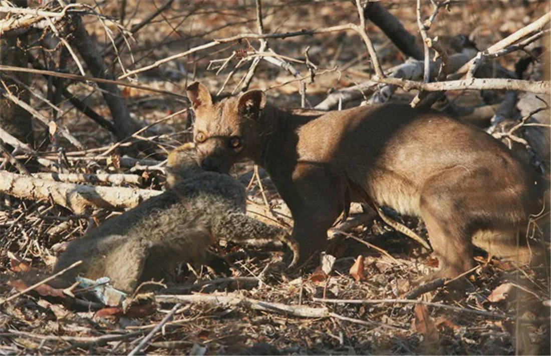 馬島一長尾野獸,身形像美洲獅,體重10公斤,卻是島上最大獵食者