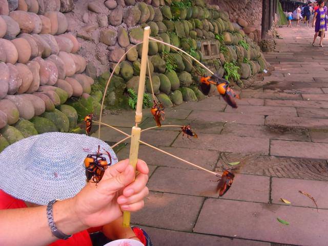 请南方人进:一种竹林害虫,长相呆萌可当风扇,油炸后馋哭了_笋子