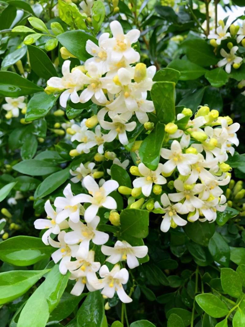 首先,九里香的花名很多,常见的有千里香,百里香,十里香以及七里香等等