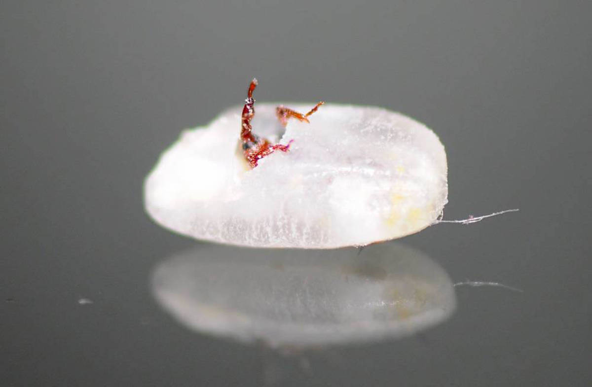 叫"象"不是象,快翻翻米袋吧_米象