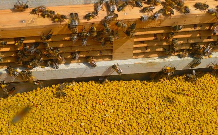 一粒油菜花粉的自白你们说遇到我们会过敏我们真的很委屈