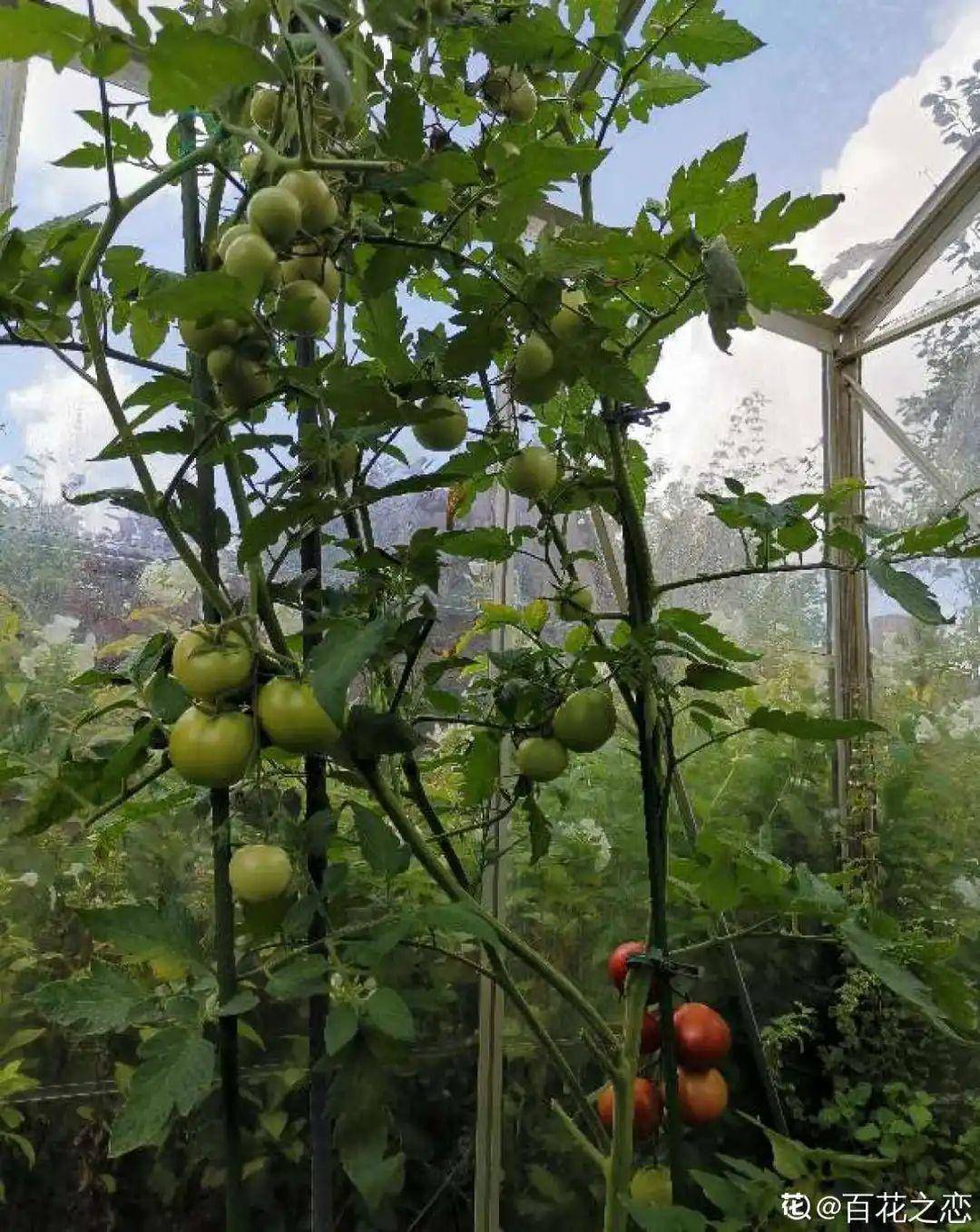 我想有个菜园子秋天结满新鲜蔬菜现在正收获