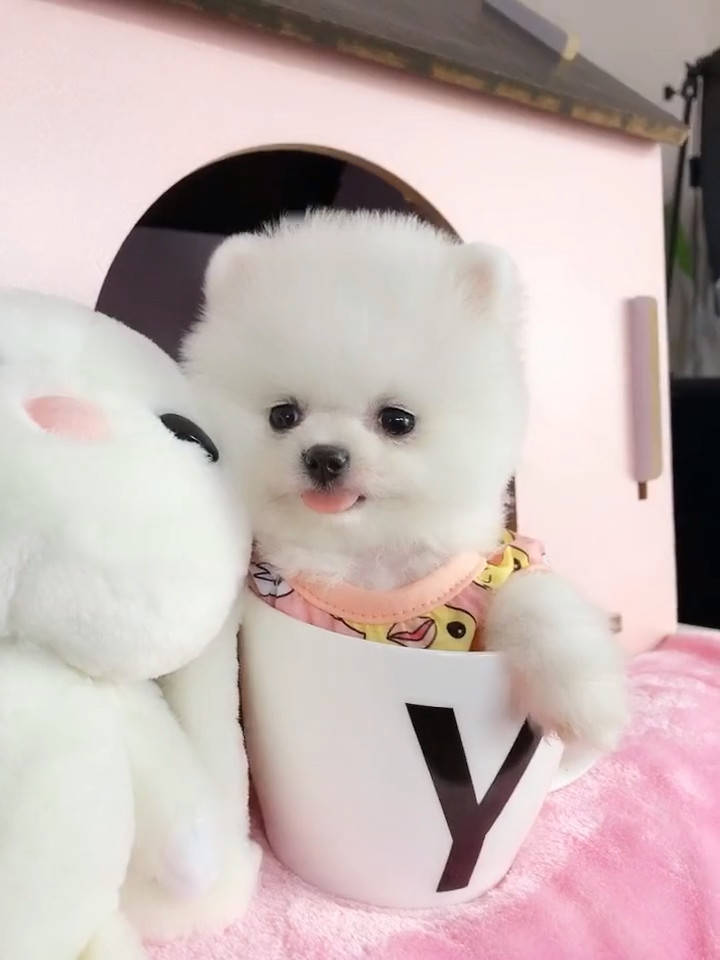 茶杯犬长得什么样子图片