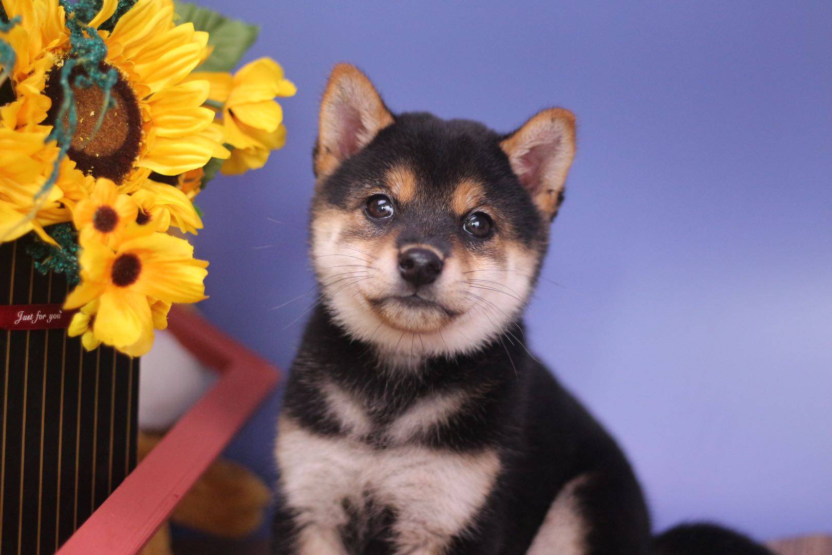 不同颜色的柴犬售价也不相同,黑柴一般1万起,白柴因为没有血统证书