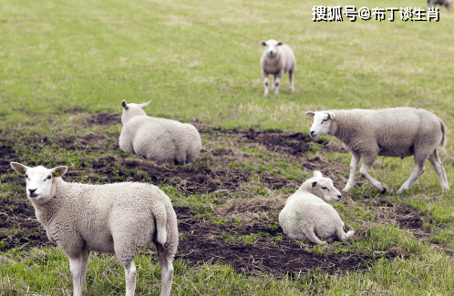 属羊人,10月14日将有一场大"变故!