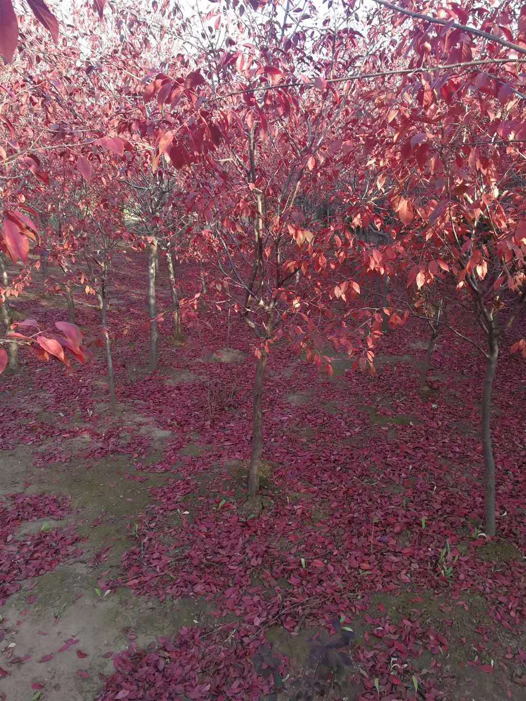 4个特征教会你区别紫叶李和紫叶稠李