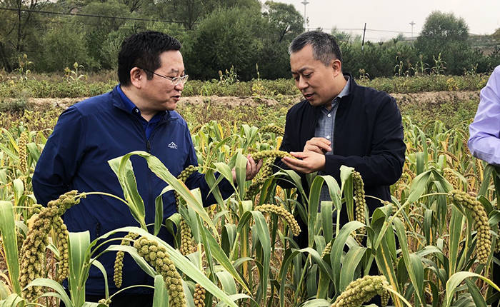 山西吕梁岚县郭家庄村的贫困户袁广生家里种了3亩地的土豆,因为年纪大