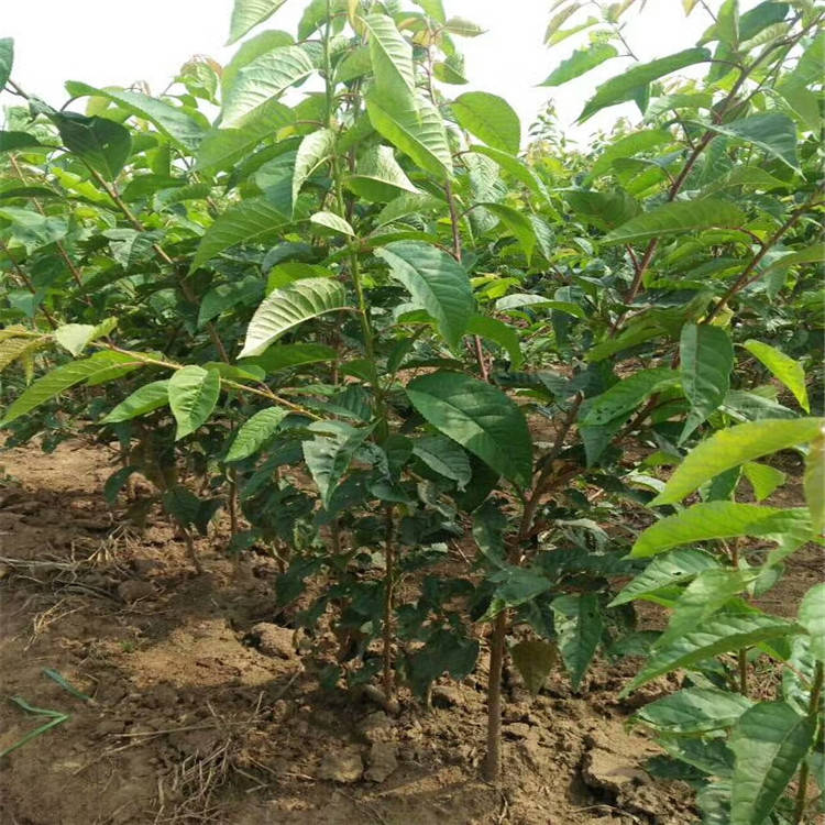 鲁樱3号樱桃苗新起之秀