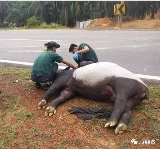 一只马来貘遭遇车祸,被撞得腿和身体都是伤,还忍着痛走回森林_动物