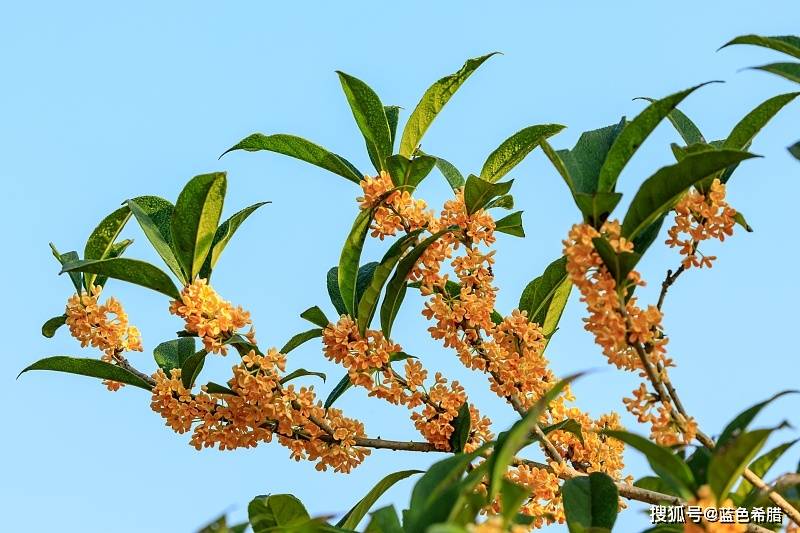 桂花怎么拍好看?13张好看的桂花照片总结4个思路,桂香满秋